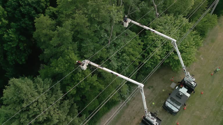 How Our Tree Care Process Works  in  San Bruno, CA