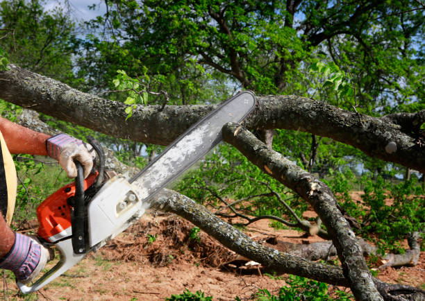 Best Tree and Shrub Care  in San Bruno, CA